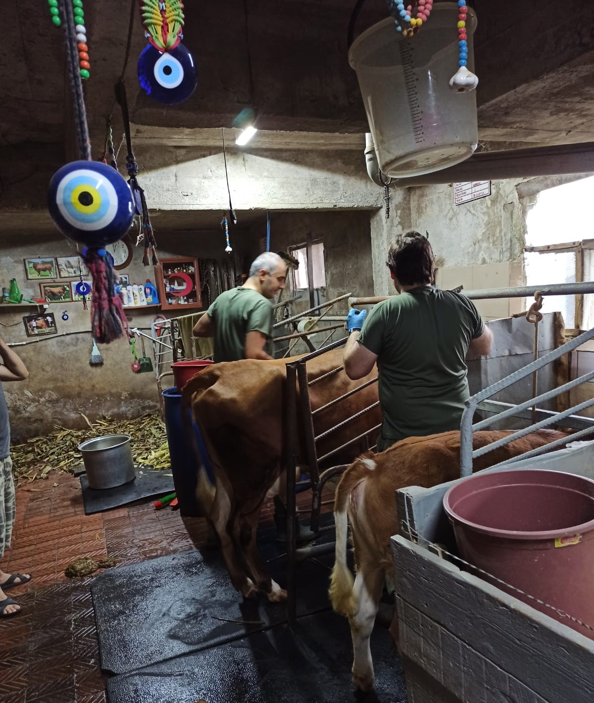 Giresun’da Şap Hastalığına Karşı 198 bin 527 Büyükbaş Hayvan Aşılandı