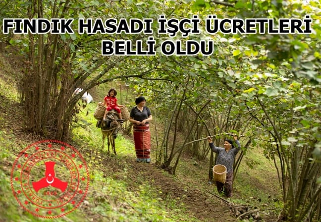 FINDIK HASADINDA ÇALIŞACAK İŞÇİLERE ÖDENECEK ÜCRETLER BELİRLENDİ