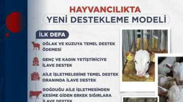 GİRESUN İL TARIM VE ORMAN MÜDÜRLÜĞÜNDEN ÖNEMLİ DUYURU: HAYVANCILIK DESTEKLEMELERİNE İLİŞKİN YENİ KARAR