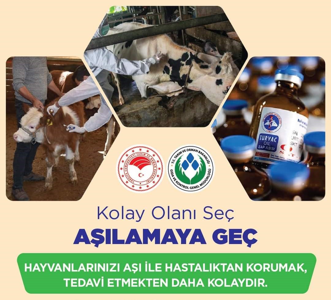 SONBAHAR DÖNEMİ ŞAP AŞILAMA KAMPANYASI BAŞLADI