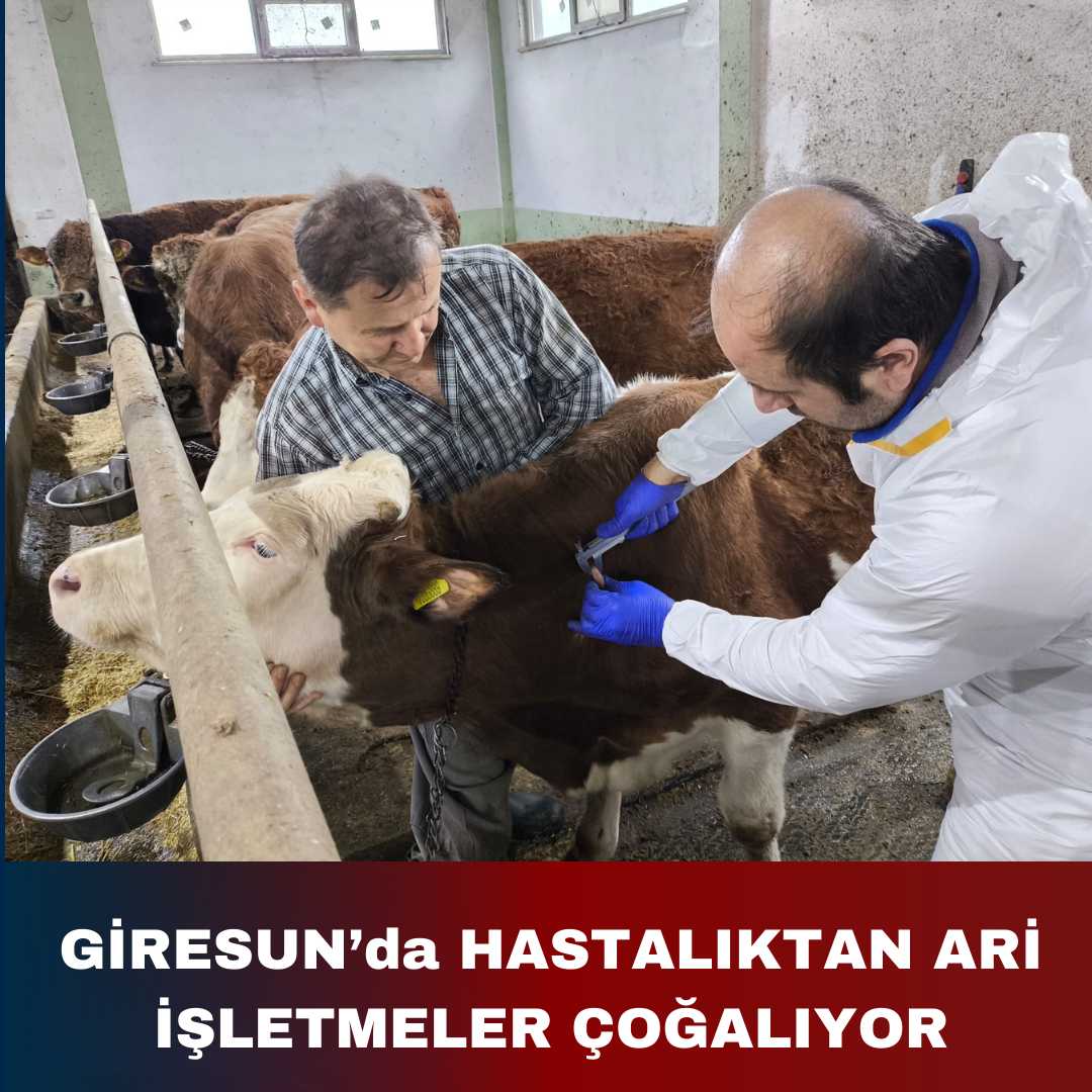 GİRESUN’da HASTALIKTAN ARİ İŞLETMELER ÇOĞALIYOR