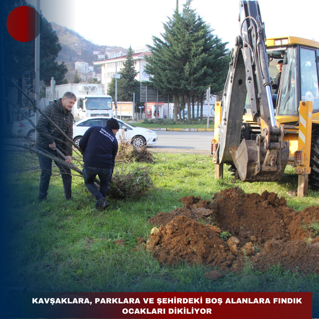 KAVŞAKLARA, PARKLARA VE ŞEHİRDEKİ BOŞ ALANLARA FINDIK OCAKLARI DİKİLİYOR