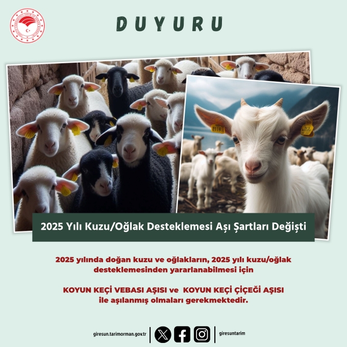 2025 YILI KUZU/OĞLAK DESTEKLEMESİ AŞI ŞARTLARI DEĞİŞTİ