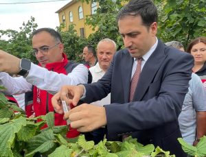 BULANCAK’TA TARIMSAL SEFERBERLİK: KAHVERENGİ KOKARCAYA KARŞI SAMURAY ARILARI DOĞAYA SALINDI